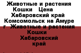 Животные и растения Кошки › Цена ­ 1 - Хабаровский край, Комсомольск-на-Амуре г. Животные и растения » Кошки   . Хабаровский край